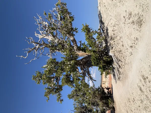 Zion National Park photo 20