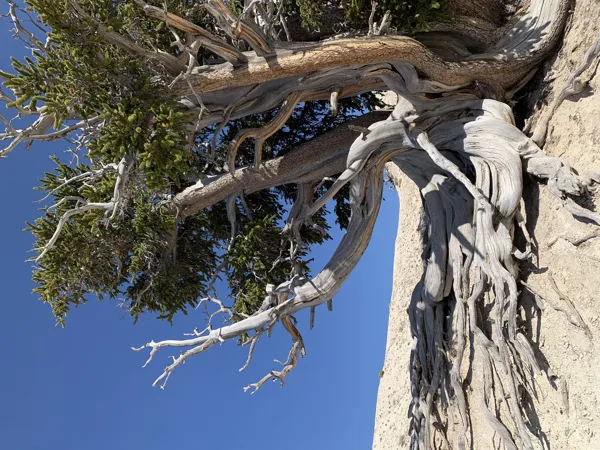 Zion National Park photo 21