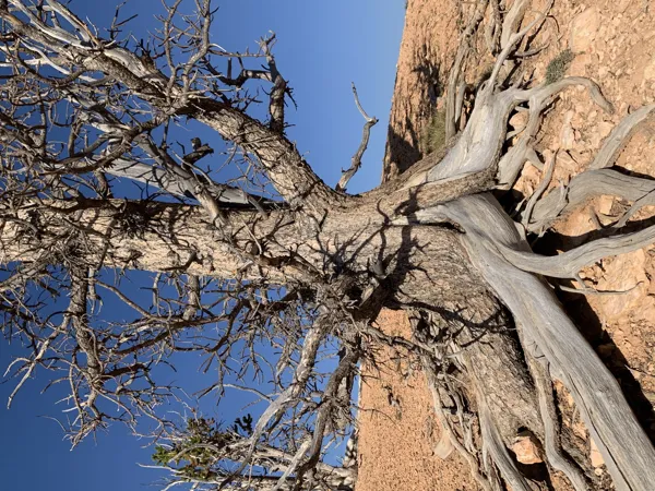 Zion National Park photo 32