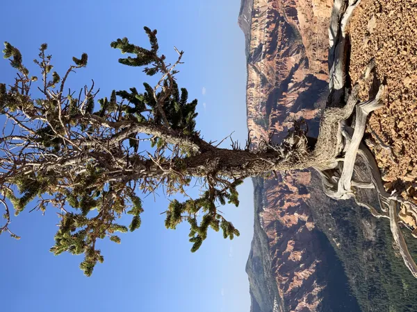 Zion National Park photo 36