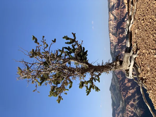 Zion National Park photo 37