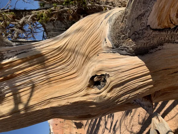 Zion National Park photo 38