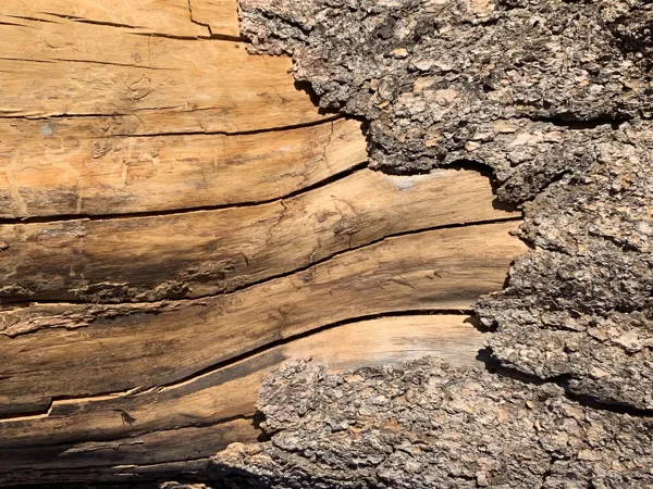 Zion National Park photo 39