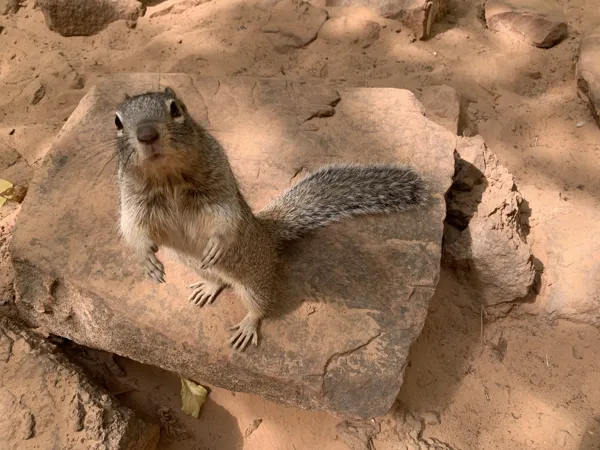Zion National Park photo 87