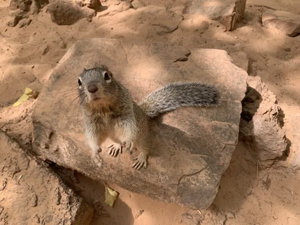 Zion National Park photo 88