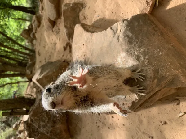 Zion National Park photo 89