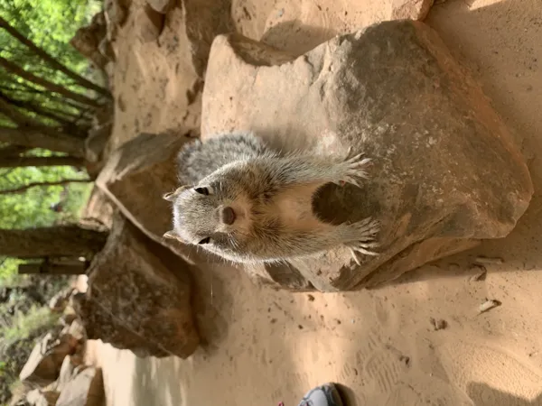Zion National Park photo 90