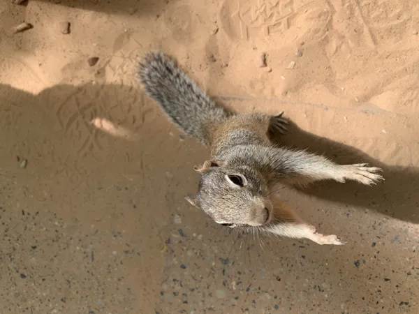 Zion National Park photo 91