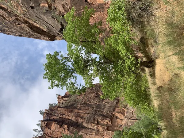 Zion National Park photo 92