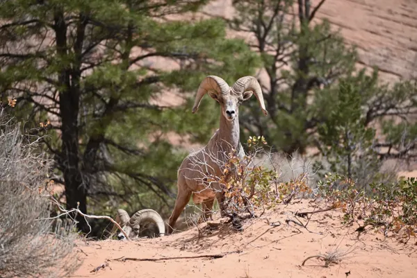 Zion National Park photo 107