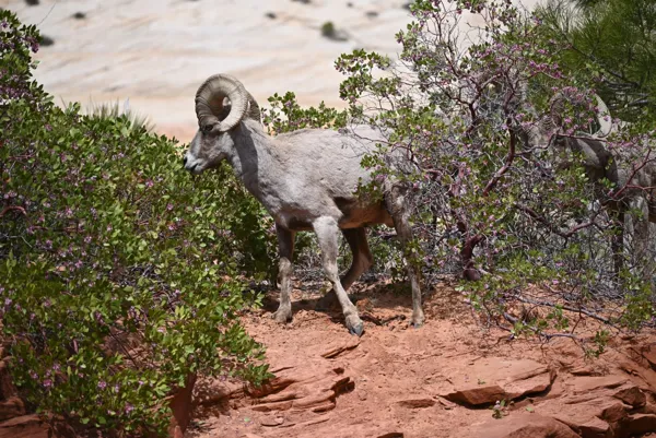 Zion National Park photo 108