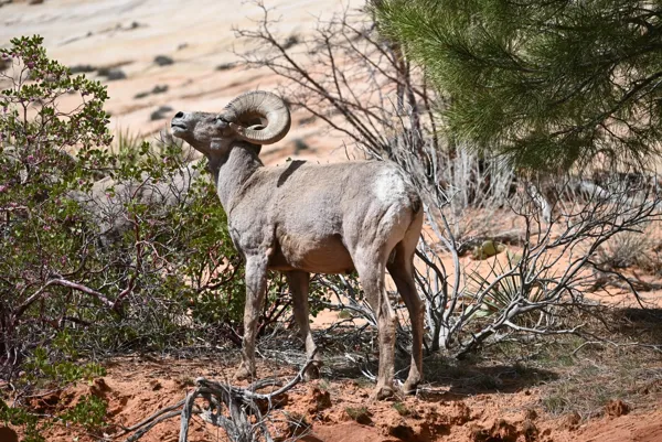 Zion National Park photo 109