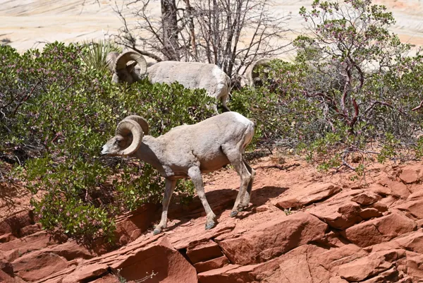 Zion National Park photo 111