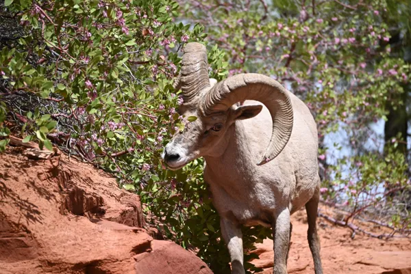 Zion National Park photo 112