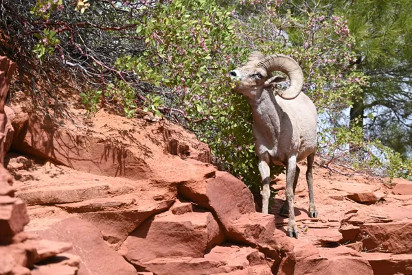 Zion National Park photo 113