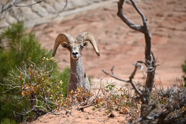Zion National Park photo 114
