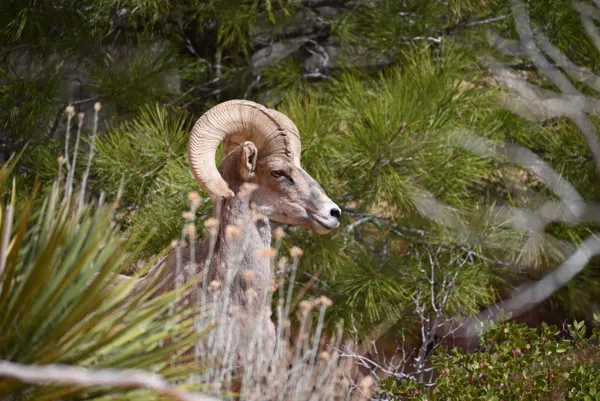 Zion National Park photo 115