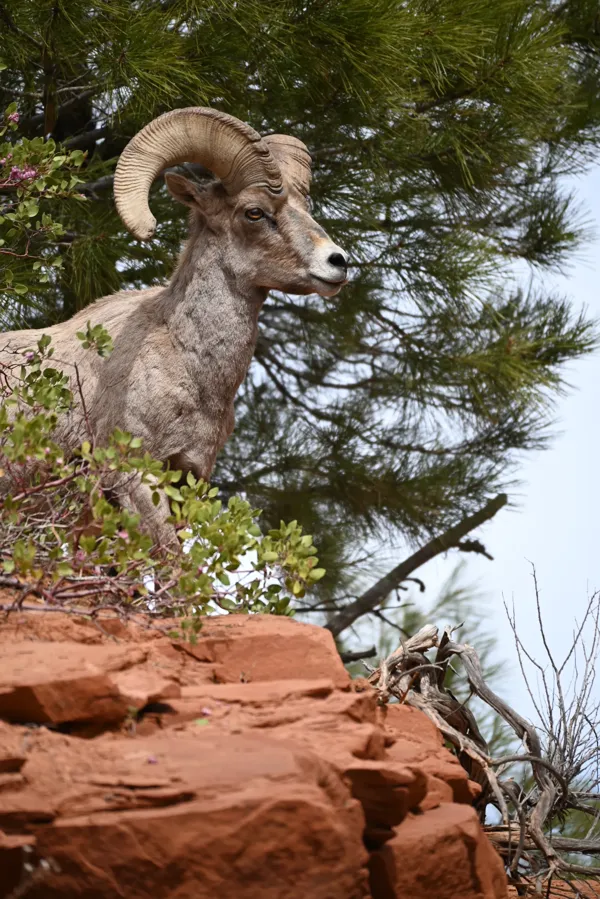 Zion National Park photo 116