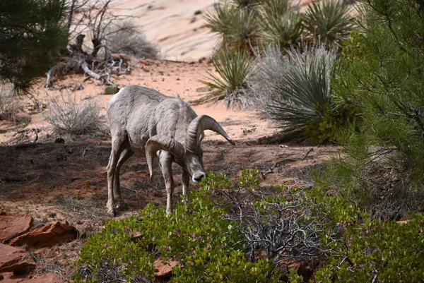 Zion National Park photo 117