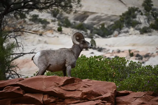 Zion National Park photo 118