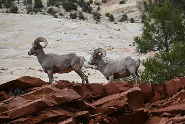 Zion National Park photo 119