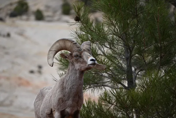 Zion National Park photo 120