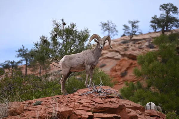 Zion National Park photo 121