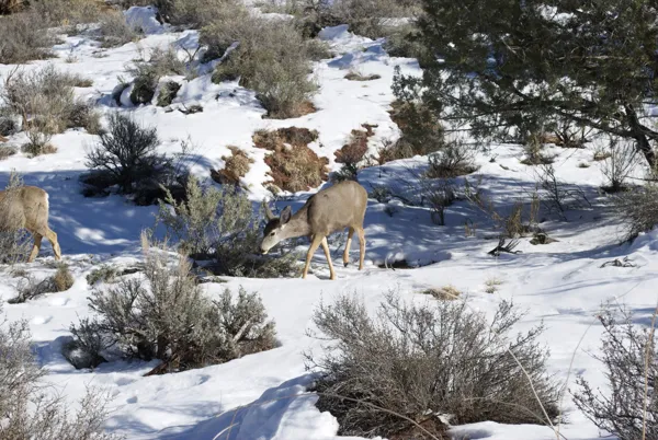 Zion National Park photo 122