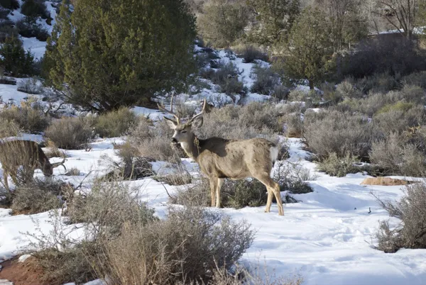 Zion National Park photo 125