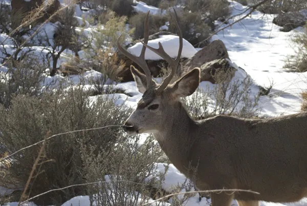 Zion National Park photo 126