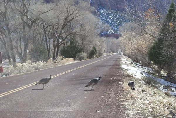 Zion National Park photo 136