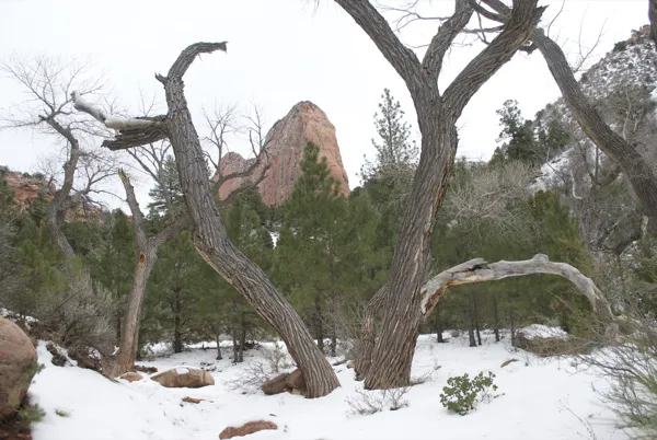 Zion National Park photo 144