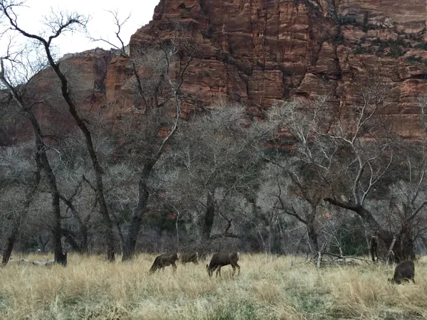 Zion National Park photo 156