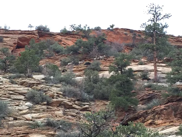 Zion National Park photo 162