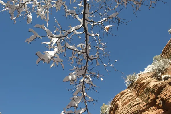 Zion National Park photo 175