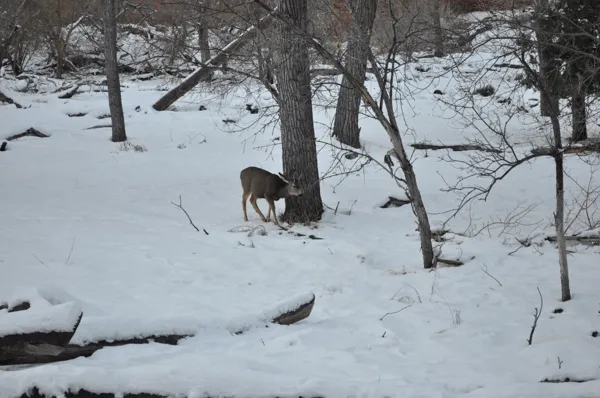 Zion National Park photo 194