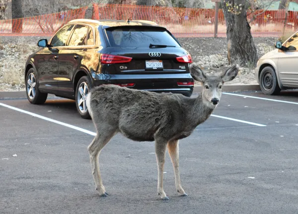 Zion National Park photo 223