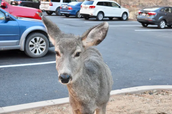 Zion National Park photo 224