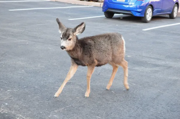 Zion National Park photo 225