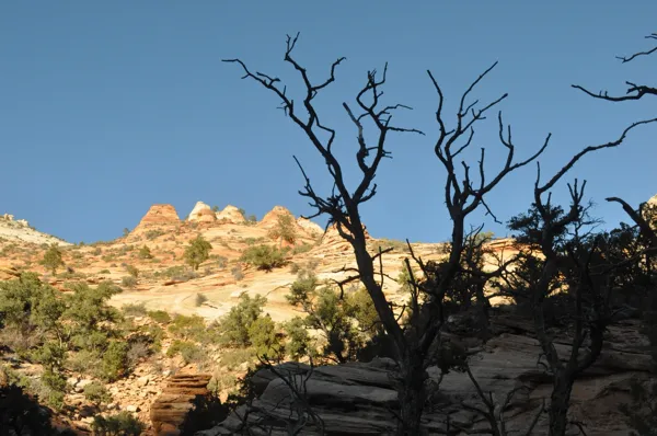 Zion National Park photo 229
