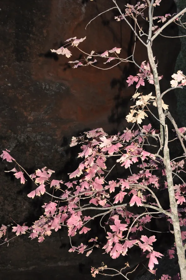 Zion National Park photo 231