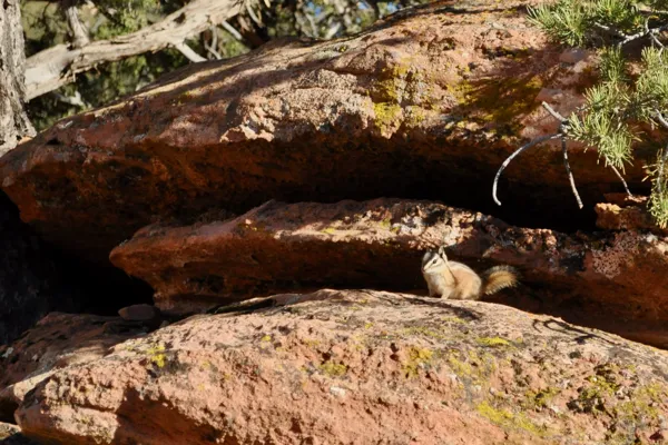 Zion National Park photo 238