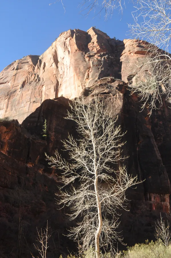 Zion National Park photo 239