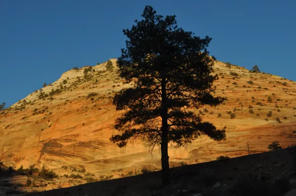 Zion National Park photo 243