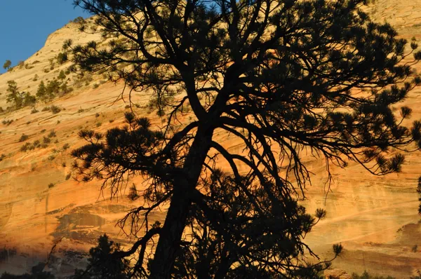 Zion National Park photo 244