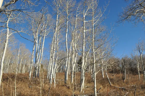 Zion National Park photo 252