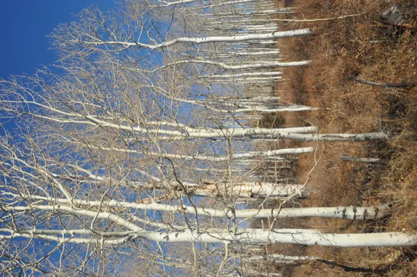 Zion National Park photo 255