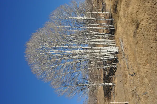 Zion National Park photo 261