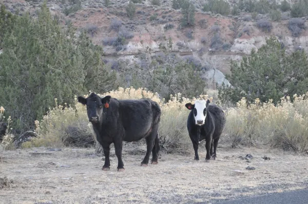 Zion National Park photo 280
