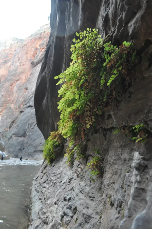 Zion National Park photo 283